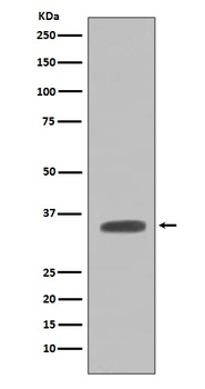 Caspase-7 Casp7 Rabbit Monoclonal Antibody