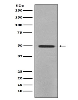 Anti-YB1 YBX1 Rabbit Monoclonal Antibody