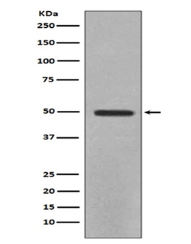 YB1 YBX1 Rabbit Monoclonal Antibody