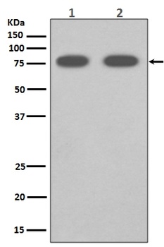 SCARB1/Sr Bi Rabbit Monoclonal Antibody