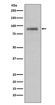 Anti-Hsp90 alpha HSP90AA1 Rabbit Monoclonal Antibody