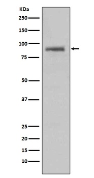 Hsp90 alpha HSP90AA1 Rabbit Monoclonal Antibody