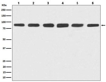 Hsp90 alpha + beta HSP90AA1 Rabbit Monoclonal Antibody