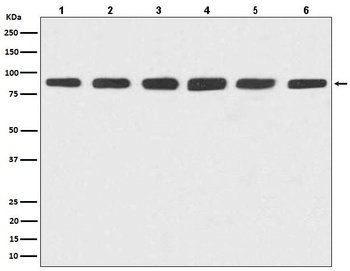 Anti-Hsp90 alpha + beta HSP90AA1 Rabbit Monoclonal Antibody