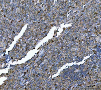 Anti-Hsp90 alpha + beta HSP90AA1 Rabbit Monoclonal Antibody