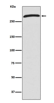 CHD4 Rabbit Monoclonal Antibody