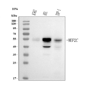 Anti-MEF2A+MEF2C Rabbit Monoclonal Antibody