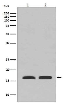 PBR TSPO Rabbit Monoclonal Antibody