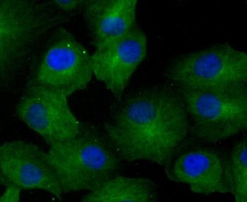 GCN2 EIF2AK4 Rabbit Monoclonal Antibody