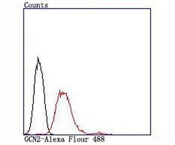 Anti-GCN2 EIF2AK4 Rabbit Monoclonal Antibody