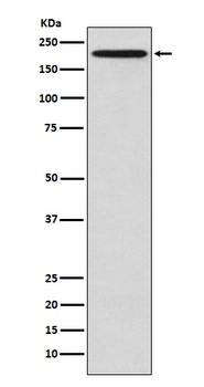 Anti-GCN2 EIF2AK4 Rabbit Monoclonal Antibody