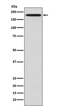 GCN2 EIF2AK4 Rabbit Monoclonal Antibody