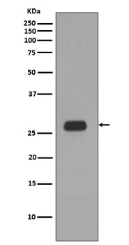 Anti-Prohibitin PHB Rabbit Monoclonal Antibody