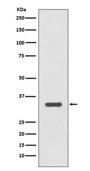 Anti-HLA-DRA/Hla Dr Rabbit Monoclonal Antibody