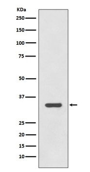 HLA-DRA/Hla Dr Rabbit Monoclonal Antibody