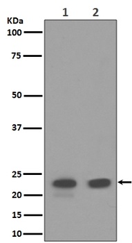 Anti-CD9 Rabbit Monoclonal Antibody