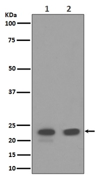 CD9 Rabbit Monoclonal Antibody