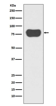 Anti-Cortactin CTTN Rabbit Monoclonal Antibody
