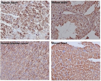 Anti-beta Actin ACTB Rabbit Monoclonal Antibody