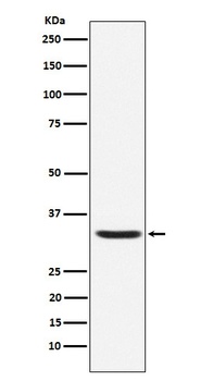 Hepcidin HAMP Rabbit Monoclonal Antibody