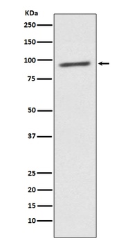 STAT2 Rabbit Monoclonal Antibody