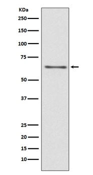 CDC45/Cdc45L Rabbit Monoclonal Antibody