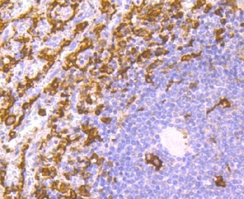 Iba1 AIF1 Monoclonal Antibody