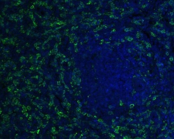 Anti-Iba1 AIF1 Monoclonal Antibody