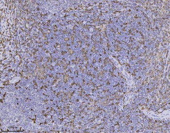 Anti-IBA1 AIF1 Monoclonal Antibody