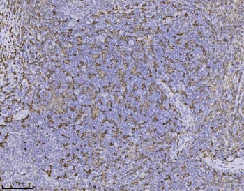 IBA1 AIF1 Monoclonal Antibody