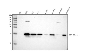 Anti-IBA1 AIF1 Monoclonal Antibody