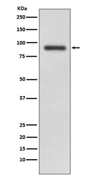 RALBP1 Rabbit Monoclonal Antibody