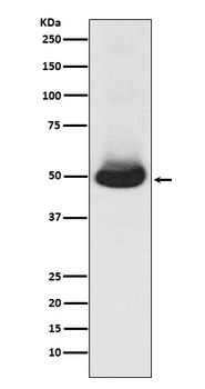 Anti-GATA2/3 Rabbit Monoclonal Antibody