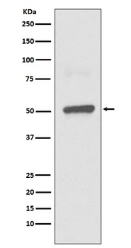 BPI Rabbit Monoclonal Antibody