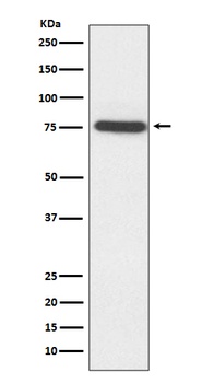 Anti-MAP3K7 Monoclonal Antibody