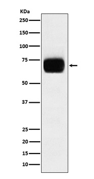 CD33 Rabbit Monoclonal Antibody