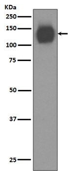 CD31 PECAM1 Rabbit Monoclonal Antibody