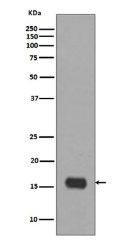 MAP1LC3A/Lc3A Rabbit Monoclonal Antibody