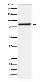 Bag3 Rabbit Monoclonal Antibody