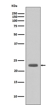 Bim BCL2L11 Rabbit Monoclonal Antibody