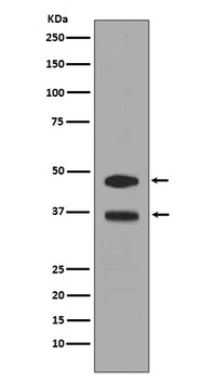 Anti-Fos B Rabbit Monoclonal Antibody