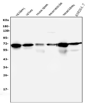 AIF/AIFM1 Antibody (monoclonal, 2I5)