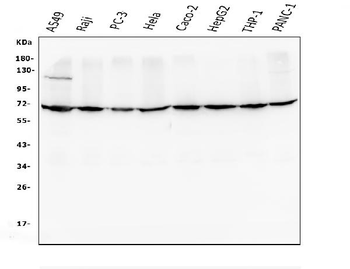 Anti-AIF/AIFM1 Antibody (monoclonal, 2I5)
