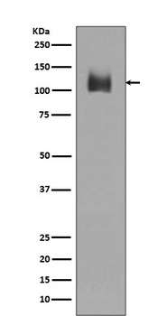Anti-LAMP2a Rabbit Monoclonal Antibody