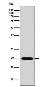 Caveolin-2 CAV2 Rabbit Monoclonal Antibody
