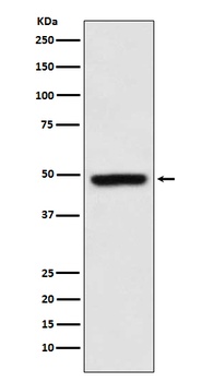 MEIS1 Rabbit Monoclonal Antibody
