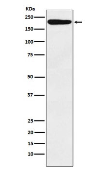 IQGAP1 Rabbit Monoclonal Antibody