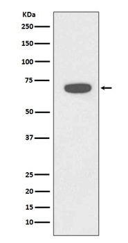Rad18 Rabbit Monoclonal Antibody