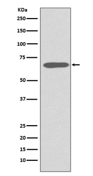Cytokeratin 1 Rabbit Monoclonal Antibody