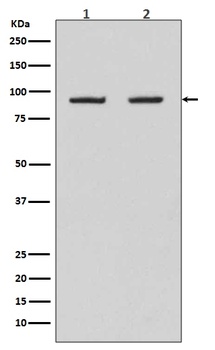 Hsp90 beta HSP90AB1 Rabbit Monoclonal Antibody